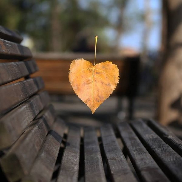 Осеннее сердце