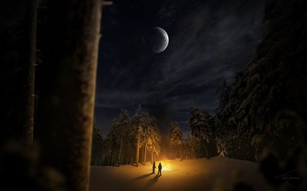 Лунная ночь в лесу