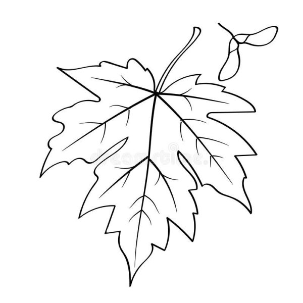 Кленовый лист с прожилками трафарет