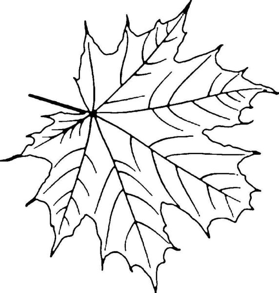 Клен раскраска