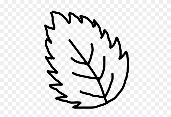 Контур листа на прозрачном фоне
