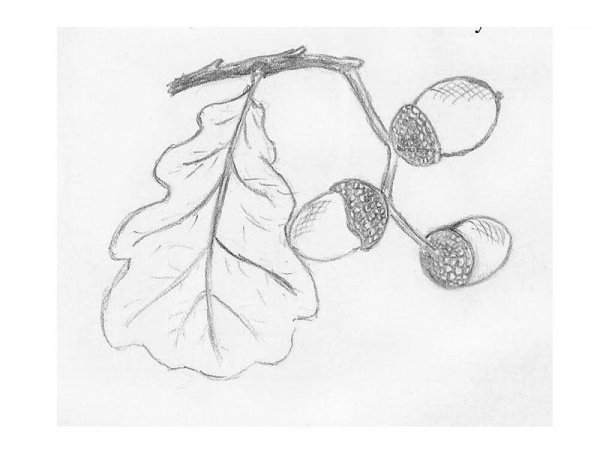 Осенние рисунки для срисовки карандашом легкие