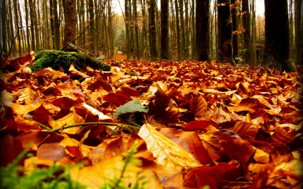 Осенняя листва