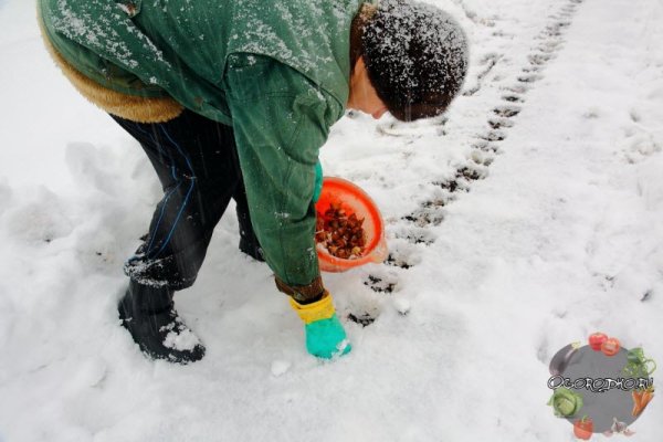Садят картошку зимой