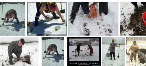 Посадка картофеля в снег