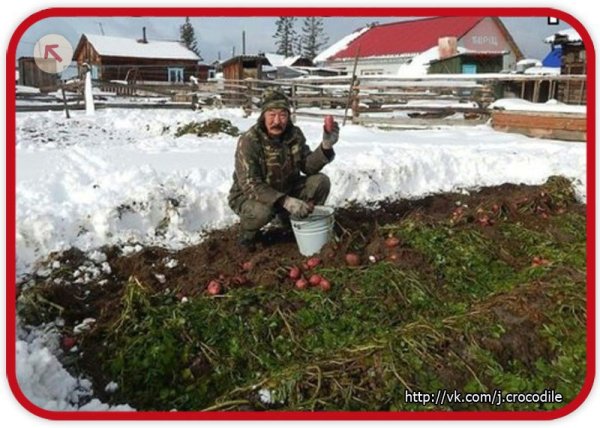 Садят картошку зимой