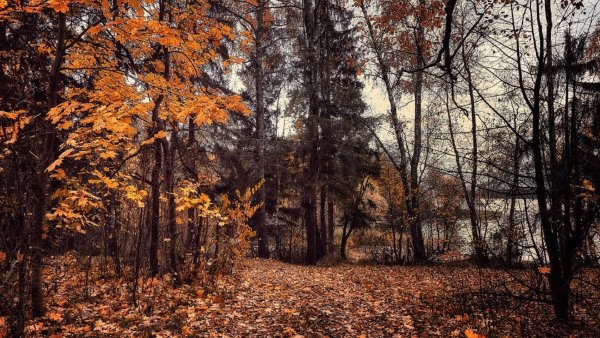 Поздняя осень