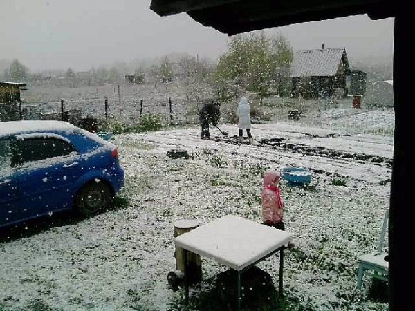 Картошка в снегу