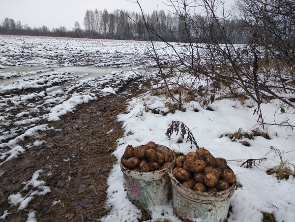 Картошка в снегу