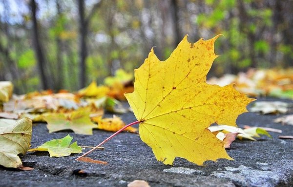 Листва на земле клен