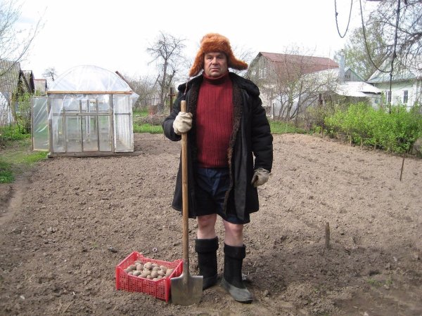 А что, уже пора сажать картошку?