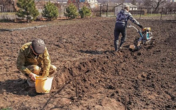 Посадка картофеля дети