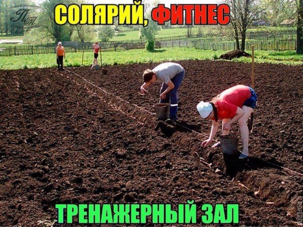 Приколы про дачу