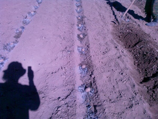 Сажать картошку в снег