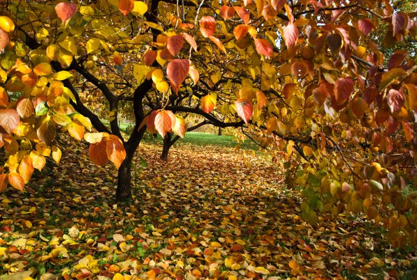 Дерево с опавшими листьями