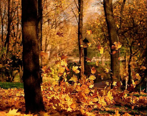 Шумели листья облетая Бунин