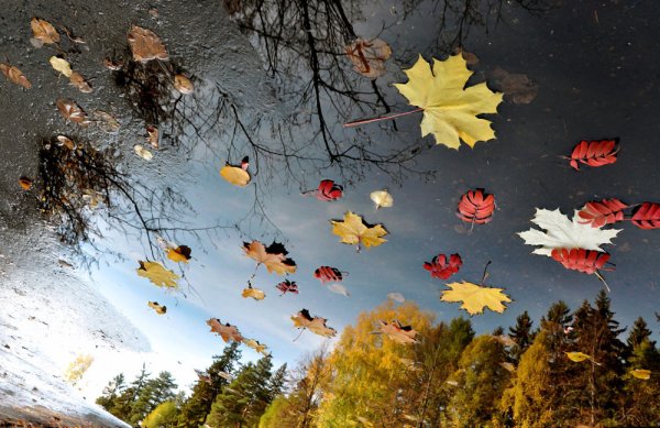 Листопад ветер