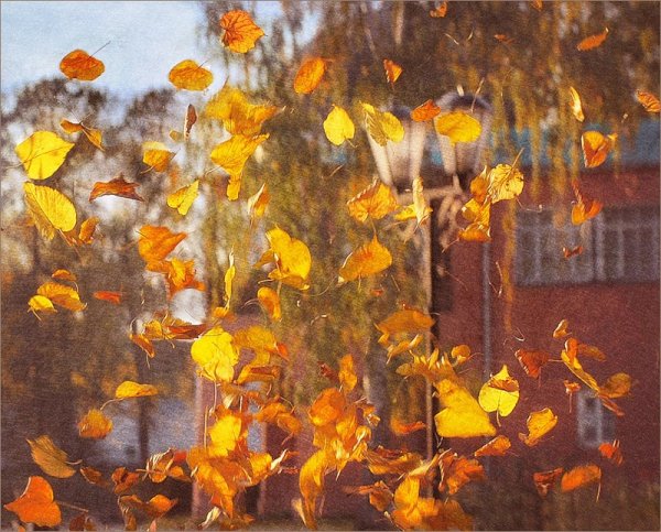 Листья кружатся в воздухе