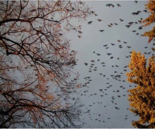 Осень ветер