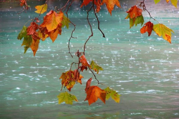 Осень дождь