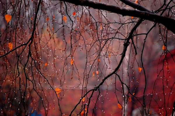 Поздняя осень дождь