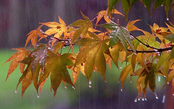 Листья под дождем