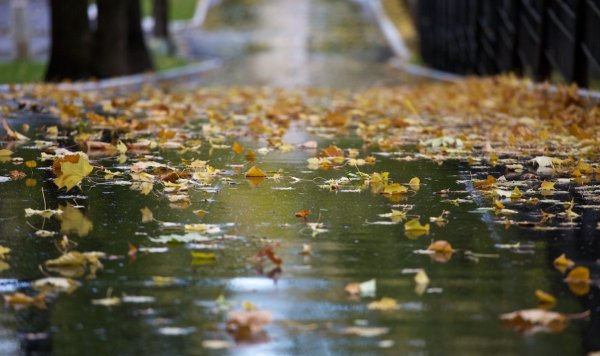 Осень дождь