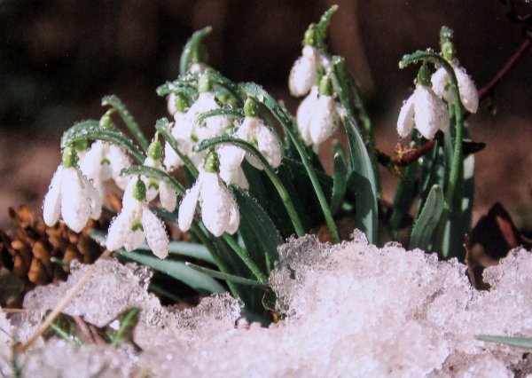 Подснежники в снегу