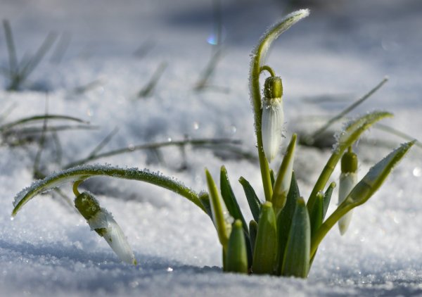 Подснежники в снегу