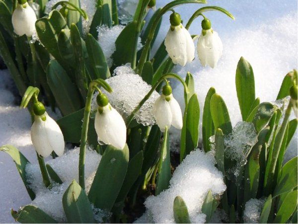 Первые весенние цветы