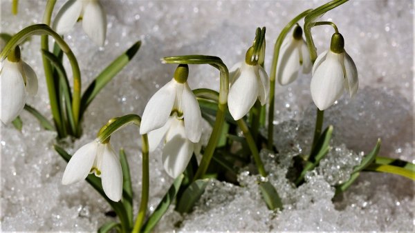 П И Чайковский Подснежник