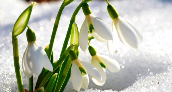 Весенние цветы подснежники