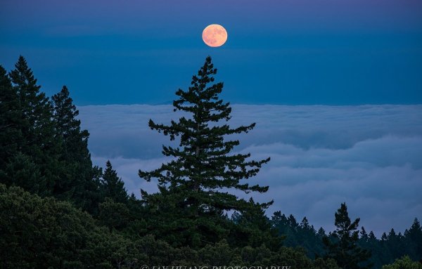 Восход Луны над лесом