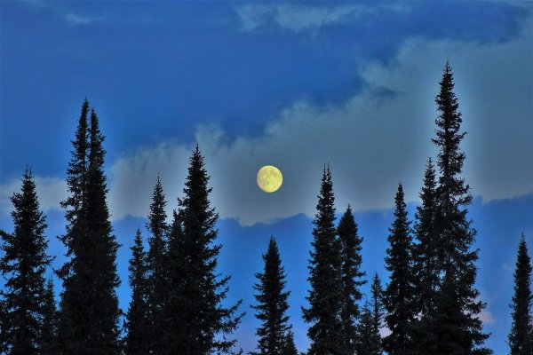 Луна над лесом