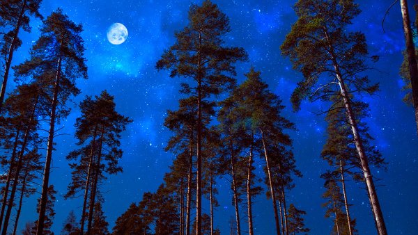 Сосновый лес ночью