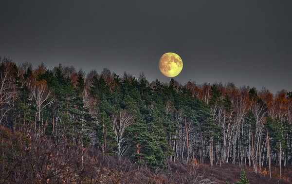 Полнолуние над лесом