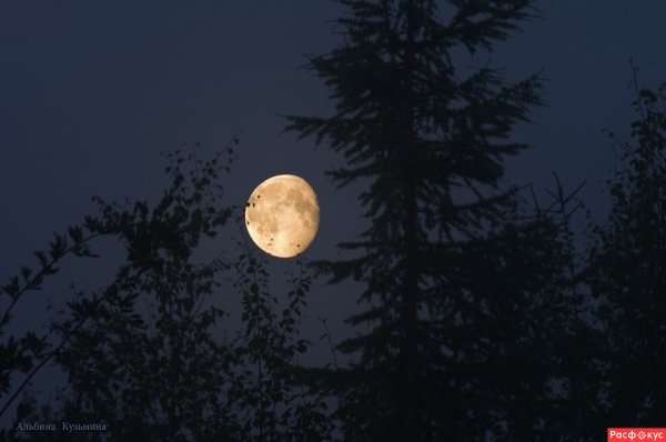 Лес и желтая Луна