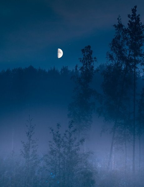 «Ночь в лесу»