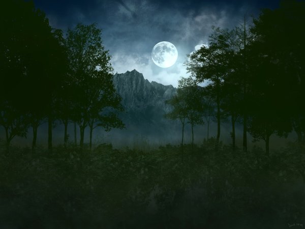 «Ночь в лесу»