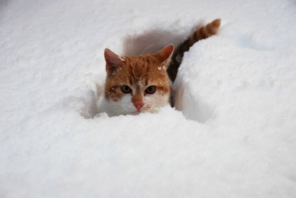 Кот в снегу