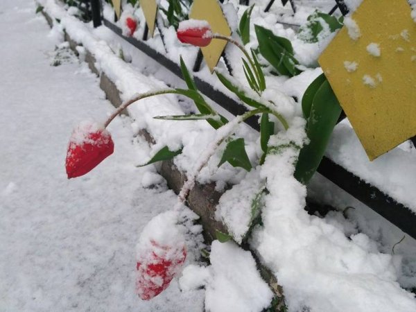Снегопад в апреле