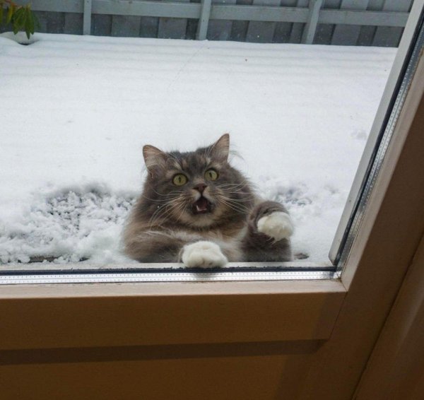 Кот за окном в снегу