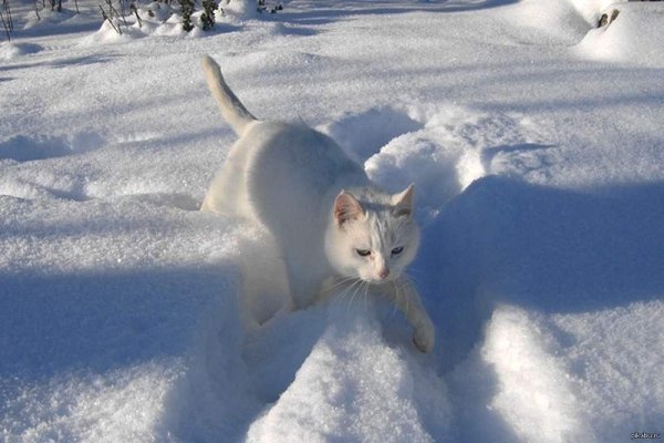 Кот идет по снегу