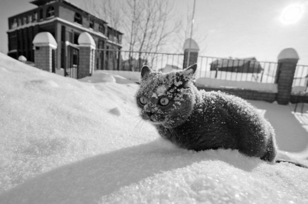Кот замерз
