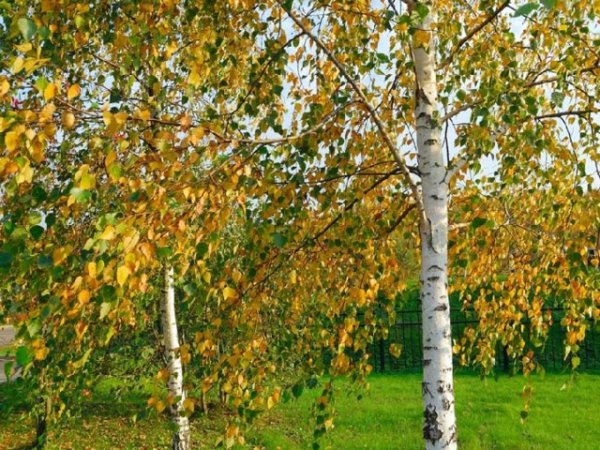 Осеннее дерево береза