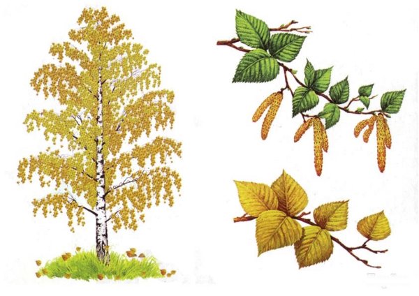 Деревья клены березы