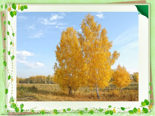 Дерево береза осенью