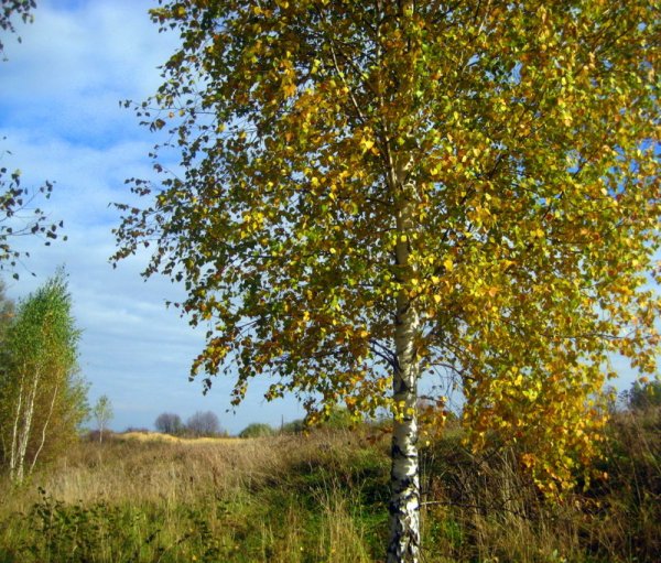 Береза ранней осенью