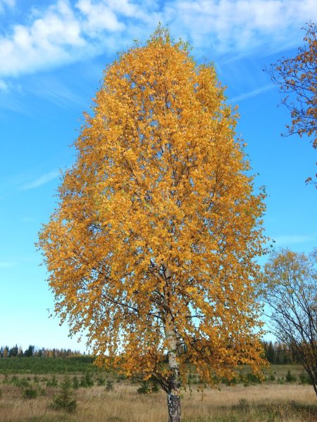 Осенняя Березка