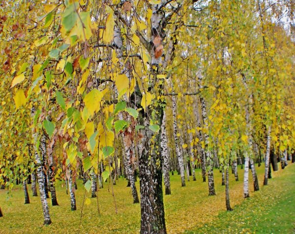 Береза повислая осень